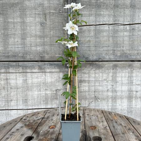 Clematis 'Destiny' Pot 2 Liter