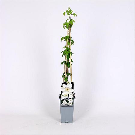 Clematis 'Destiny' Pot 2 Liter