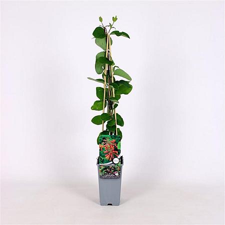 Lonicera brownii 'Dropmore Scarlet' Pot 2 Liter