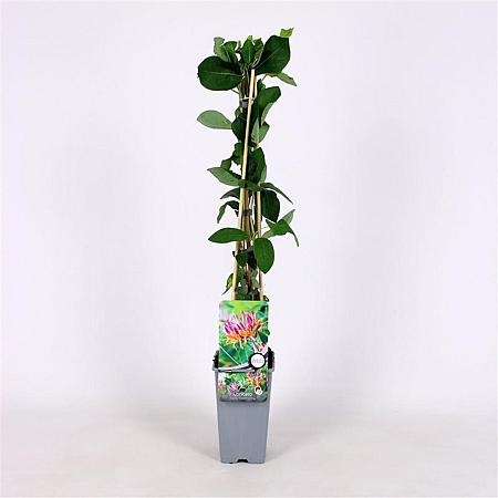 Lonicera heckr. 'Goldflame' Pot 2 Liter