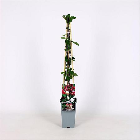 Lonicera per. 'Serotina' Pot 2 Liter
