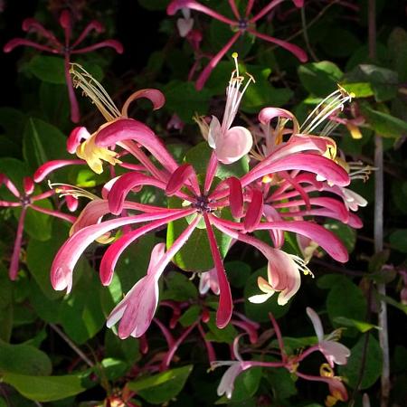 Lonicera per. 'Serotina' Pot 2 Liter