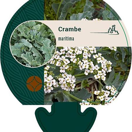 Crambe maritima Pot 9 cm