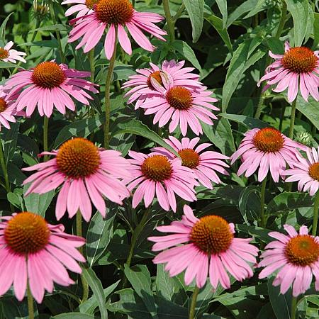 Echinacea p. 'Augustkönigin' Pot 9 cm