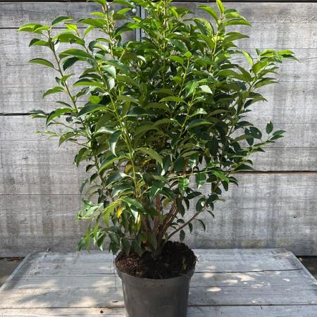 Prunus l. 'Angustifolia' Pot 10 liter 80 - 100 cm