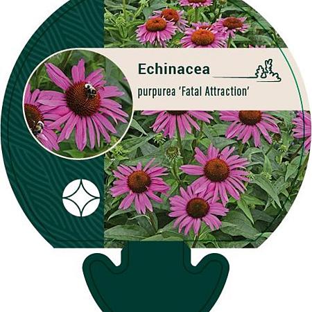 Echinacea p. 'Fatal Attraction' Pot 9 cm
