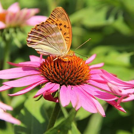 Echinacea p. 'Fatal Attraction' Pot 9 cm