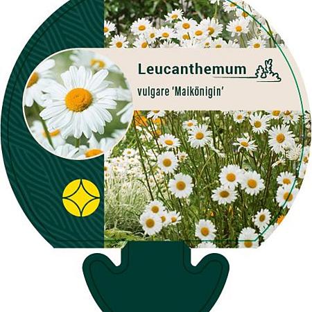 Leucanthemum vulgare 'Maikönigin' Pot 9 cm