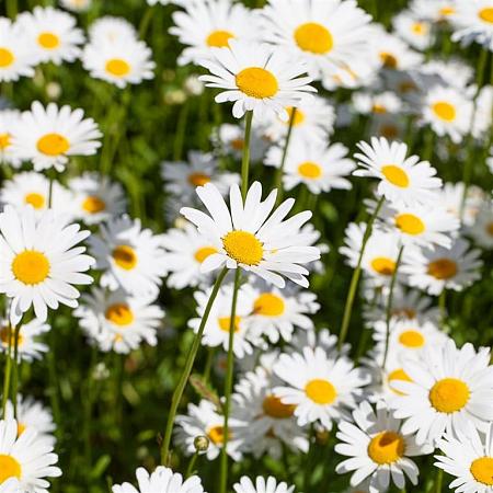 Leucanthemum vulgare 'Maikönigin' Pot 9 cm