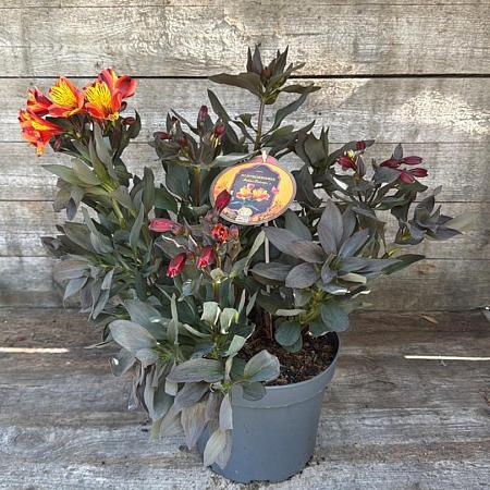 Alstroemeria Indian Summer Pot 5 Liter 