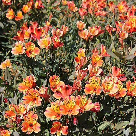 Alstroemeria Indian Summer Pot 5 Liter 