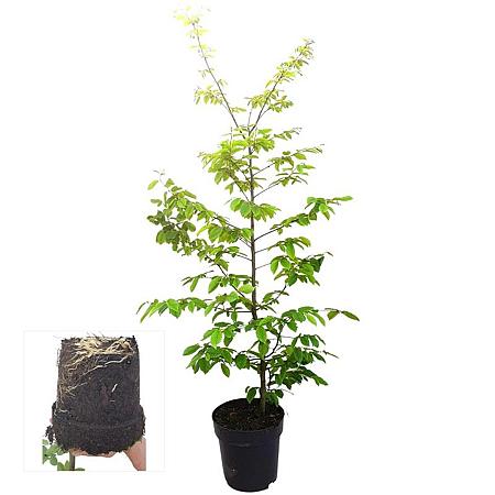 Carpinus betulus 125 - 150 cm