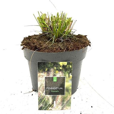 Pennisetum al. 'Hameln' Pot 2 Liter