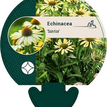 Echinacea 'Sunrise' Pot 9 cm