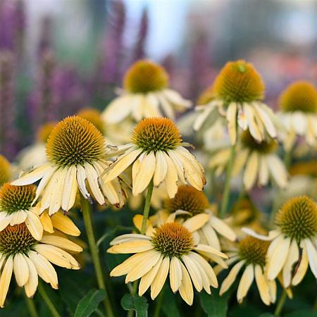 Echinacea 'Sunrise' Pot 9 cm