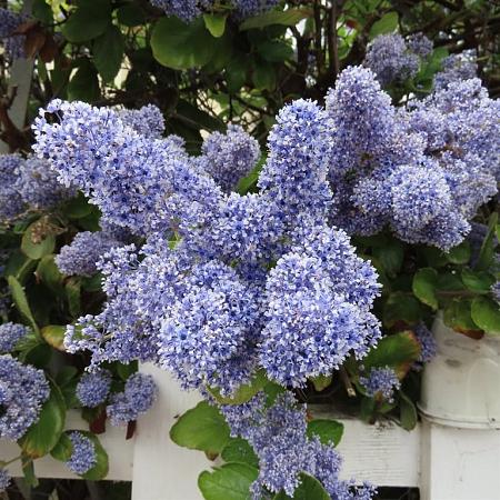 Ceanothus del. 'Gloire de Versaille Pot 2 Liter