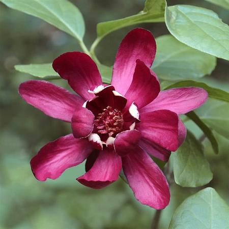 Calycanthus 'Aphrodite' Pot 3 Liter 50 - 60 cm