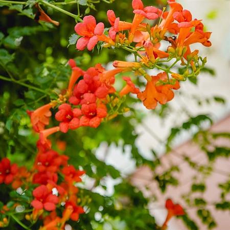 Campsis tagliab. 'Indian Summer' Pot 2 Liter
