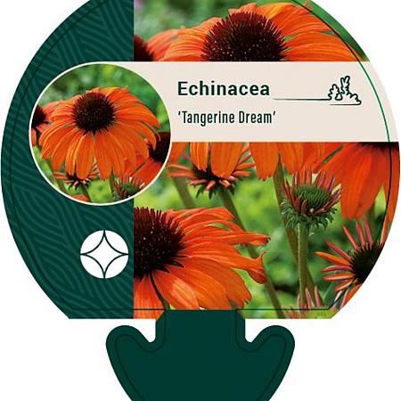 Echinacea 'Tangerine Dream' Pot 9 cm