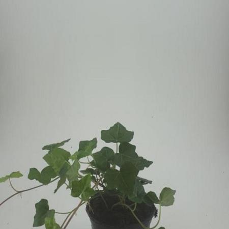 Hedera hibernica Pot 1,5 liter