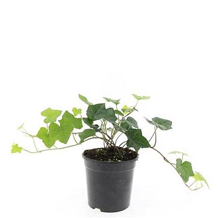 Hedera hibernica Pot 1,5 liter
