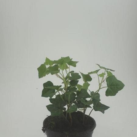 Hedera hibernica Pot 1,5 liter