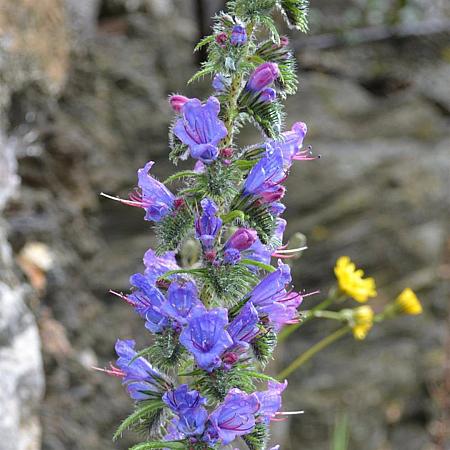 Echium vulgare Pot 9 cm