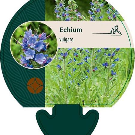 Echium vulgare Pot 9 cm