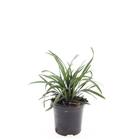 Liriope muscari 'Big Blue' Pot 1,5 liter