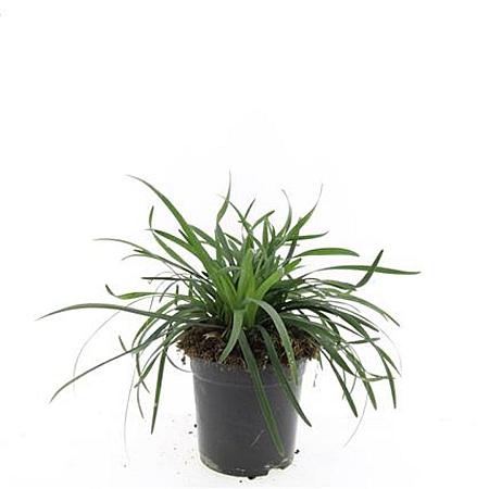 Liriope muscari 'Big Blue' Pot 1,5 liter