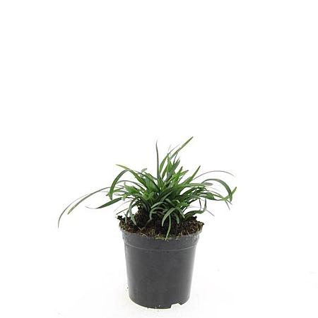Liriope muscari 'Big Blue' Pot 1,5 liter