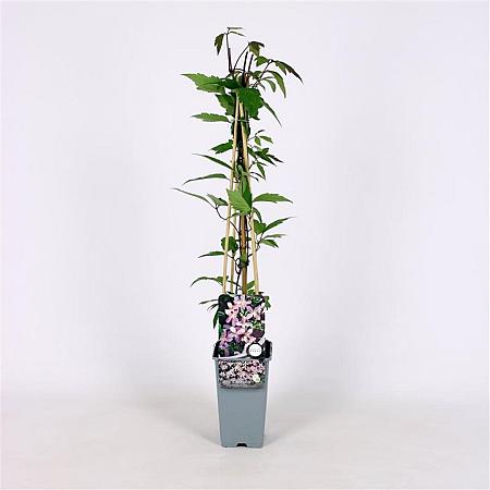 Clematis 'Elizabeth' Pot 2 Liter