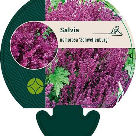 Salvia nem. 'Schwellenburg' Pot 9 cm