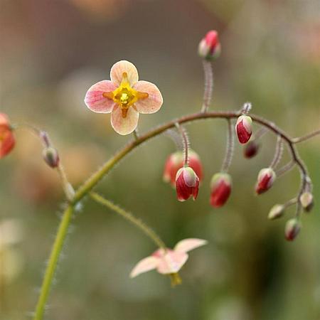 Epimedium cantabrigiense Pot 9 cm