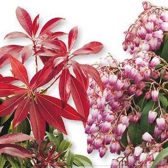 Pieris jap. 'Katsura' Pot 5 Liter 