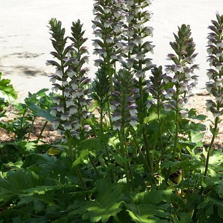 Acanthus mollis Pot 2 Liter