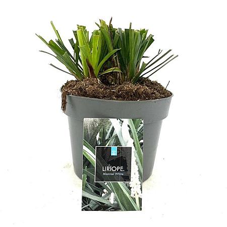 Liriope muscari 'Monroe White' Pot 2 Liter