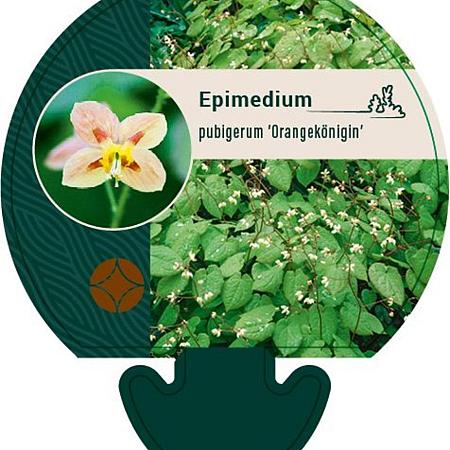 Epimedium pubigerum 'Orangekönigin' Pot 9 cm