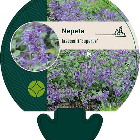 Nepeta faassenii 'Superba' Pot 9 cm