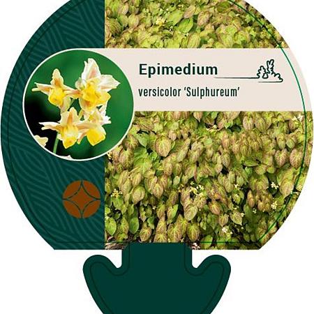 Epimedium versic. 'Sulphureum' Pot 9 cm