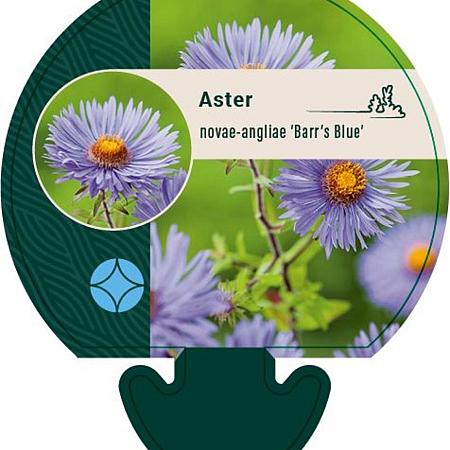 Aster n.-a. 'Barr's Blue' Pot 9 cm