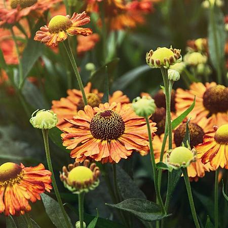 Helenium 'Rauchtopas' Pot 9 cm