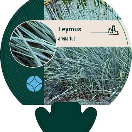 Leymus arenarius Pot 9 cm