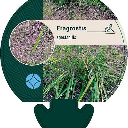 Eragrostis spectabilis Pot 9 cm
