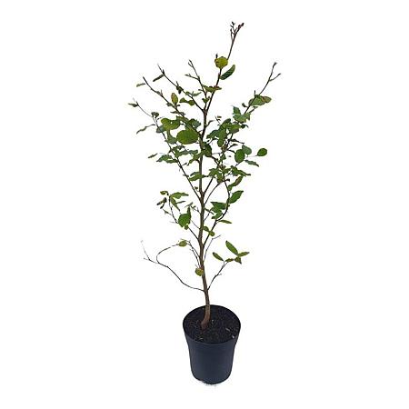 Fagus sylvatica Stam 60 cm