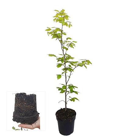 Fagus sylvatica Stam 60 cm