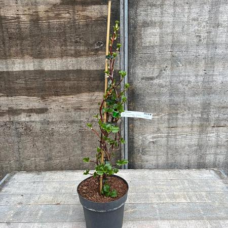 Hydrangea petiolaris Pot 5 Liter 60 - 80 cm