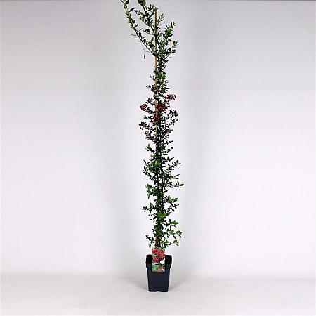 Pyracantha cocc. 'Red Column' Pot 5 Liter 150 - 175 cm