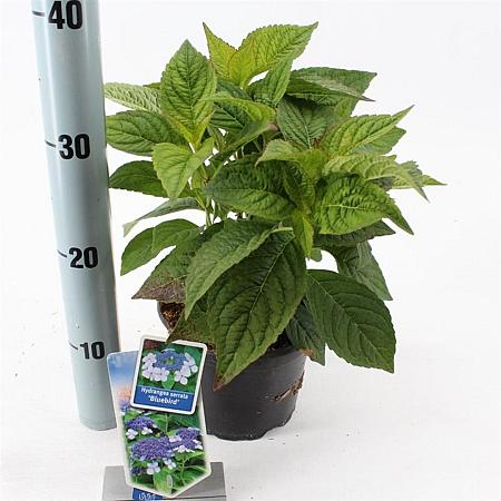 Hydrangea s. 'Bluebird' Pot 2 Liter