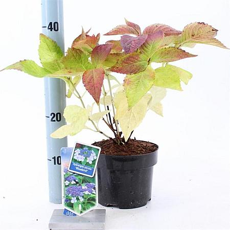 Hydrangea s. 'Bluebird' Pot 2 Liter